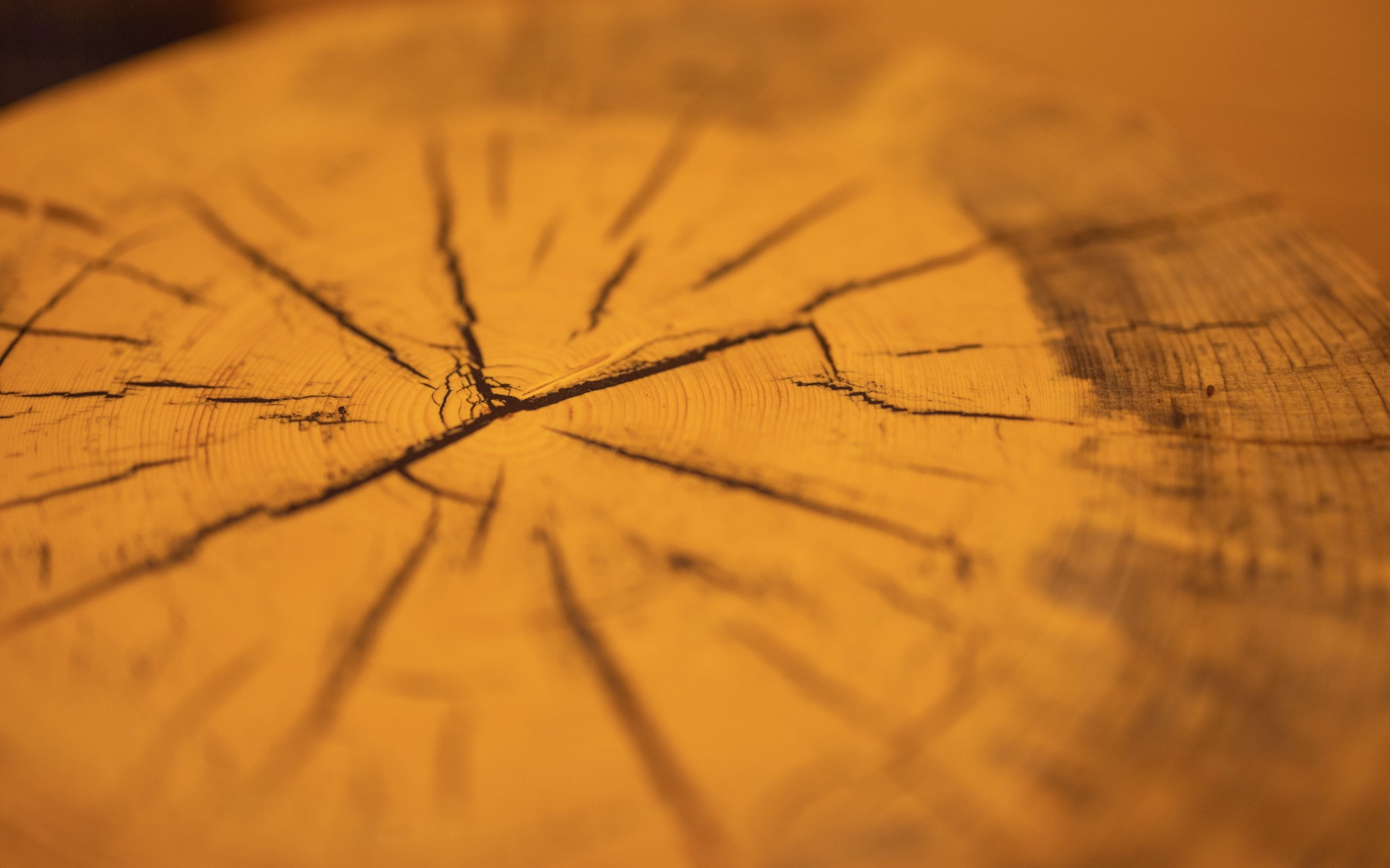 Detajl tople lesne strukture pri Privillage Stare ob Bohinjskem jezeru.